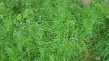 KakeySlut's Public Pleasure: British Babe Sucks Dick in the Wild