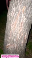 Yunna Teen (18+)'s Sultry Solo in the Naked Forest