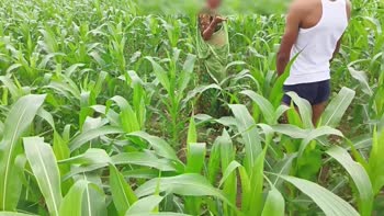 Yoursoniya's Desi Devar Bhabhi Affair in the Field