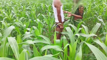 Bhabhi ko Devar ka kala mota Lund aaya pasand makai Ke khet me bhabhi ki chudai outdoor hindi audio