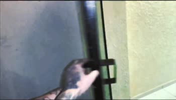 Temshica's Balcony Seduction: Massive Cock Teasing & Sizzling Blowjob