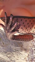 MissLadyXx's Wild Beach Flirtation - Big Tits & Nipples On Display