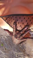 MissLadyXx's Wild Beach Flirtation - Big Tits & Nipples On Display
