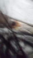 WolfAndTeenPlays: Teenage Temptress Gets Ravished by Wolf's Unbridled Lust