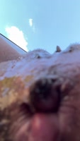 Up Her Skirt's Risky Public Squirts: Squirting Orgasms Unleashed