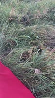 BruceTrap's Outdoor Adventure with LadyRuu: Public Blowjob and More