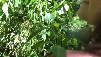 SkatistaTatuado's Naughty Escapade in the Woods