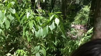 SkatistaTatuado's Naughty Escapade in the Woods