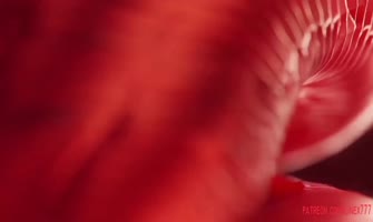 Furry Frenzy: Dariia24172's Unbridled Hentai Adventure