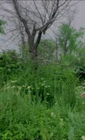Blueeze's Forest Frenzy: BJ Turned into Steamy Forest Fuck