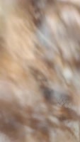 Thedownandkinky - Kinky Redbone Sucks Dick and Takes Big Dildos in Her Super Wet Pussy