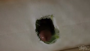 TRANS ANGELS - Izzy Wilde Bounces Her Tight Hole On Zariah Aura's Hard Cock In Cowgirl