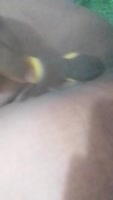Wheelsmary's Juicy Solo Fun