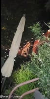 fuccoffplzz - Latina Milf Takes Los Angeles By Storm with a Public Cock Suck