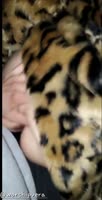 fuccoffplzz - Latina Milf Takes Los Angeles By Storm with a Public Cock Suck