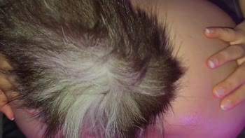 SecretFuckCouple's Fox Anal Plug Teases Big Ass