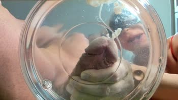 Ladyloveyoung60's Wet MILF Fantasy: Stepson's Cock Gets a Sizzling Milking