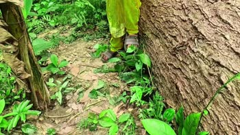 Desi Girl 07's Jungle Affair: A Steamy Outdoor Encounter