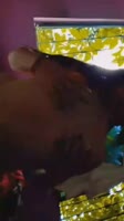 LoveXime's Sultry Solo Dance - Flawless Colombian Beauty