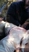 Glitterbdsm's Wild College Blonde in Doggystyle Outdoor Rough Sex