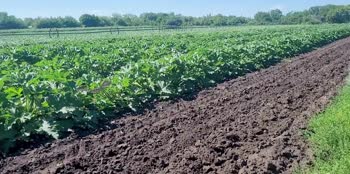 Kovalenko Tatiana - Tatiana's Kinky Garden Adventure: Big Dildos and Zucchini