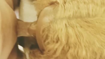 Whzyrddy69's Throat-Tingling Interracial POV Blowjob