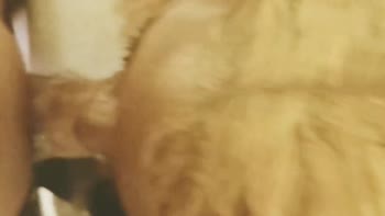 Whzyrddy69's Throat-Tingling Interracial POV Blowjob