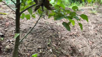 Tulobita9292's Forest Fantasy: Her Rich Ass Gets Railed by Boyfriend